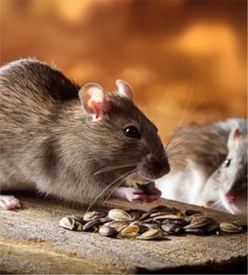 Nuisi Breizh Deratisation Vannes Deratisation