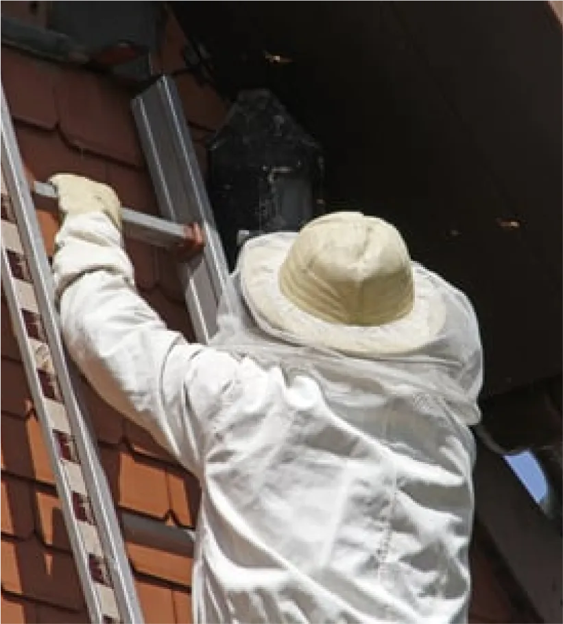 Nuisi Breizh Deratisation Vannes Desinsectisation