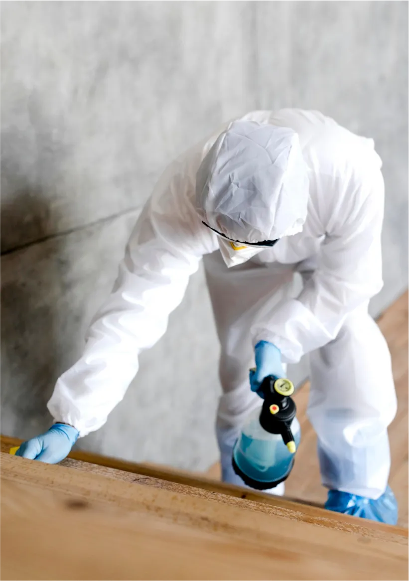 Nuisi Breizh Deratisation Vannes Mes Realisations 01