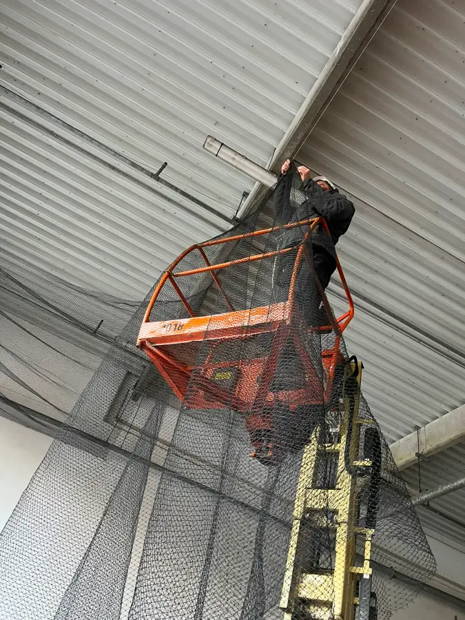 Nuisi Breizh Deratisation Vannes Depigeonnage 11