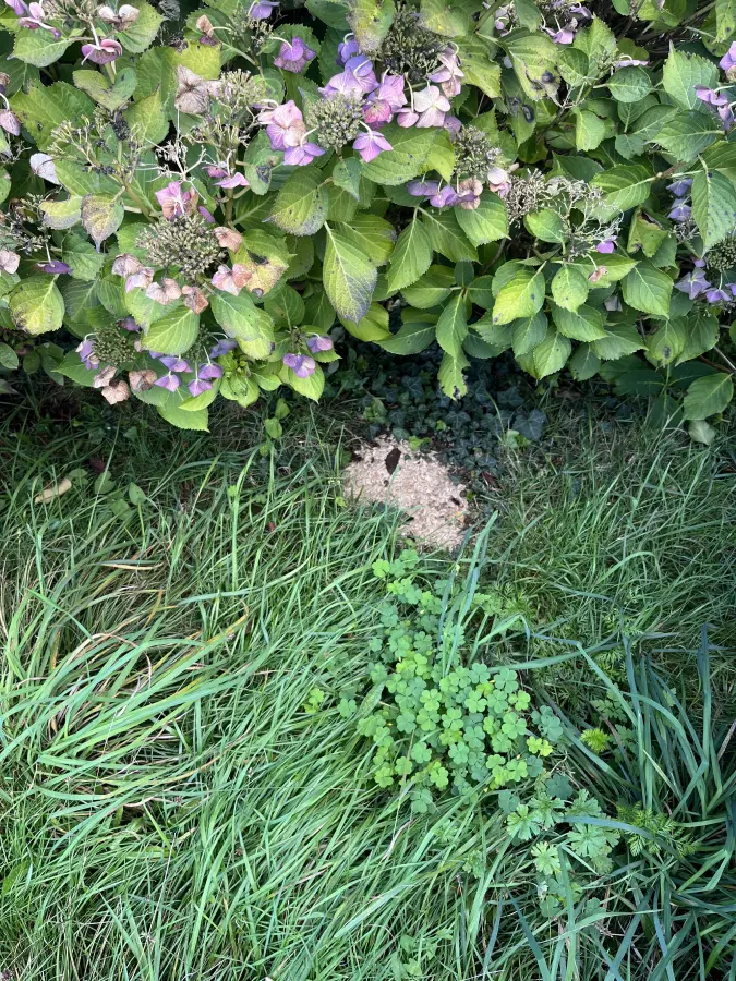 Nuisi Breizh Deratisation Vannes Desinsectisation 19