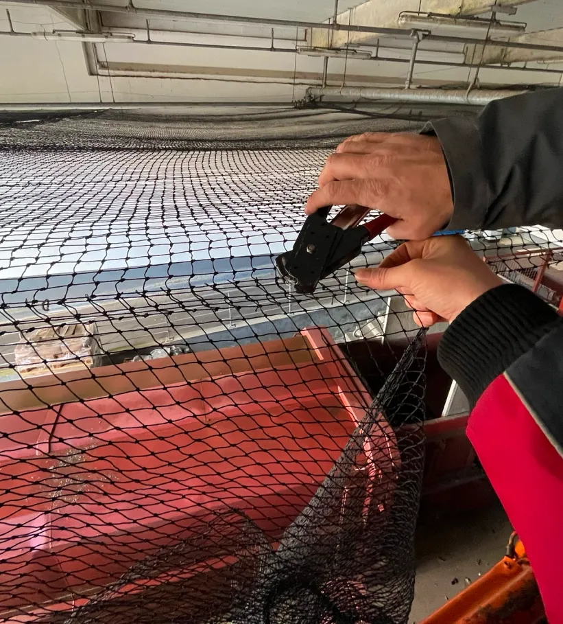 Nuisi Breizh Deratisation Vannes Depigeonnage Nuisi Breizh Deratisation Vannes Depigeonnage