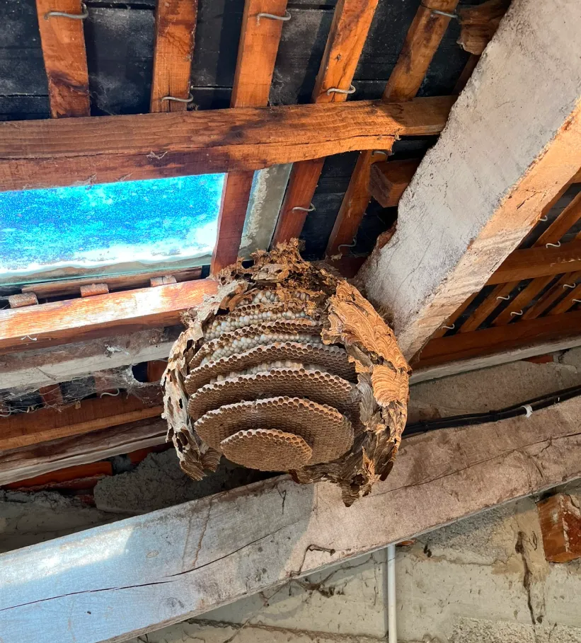 Nuisi Breizh Deratisation Vannes Desinsectisation 1 Nuisi Breizh Deratisation Vannes Desinsectisation 1